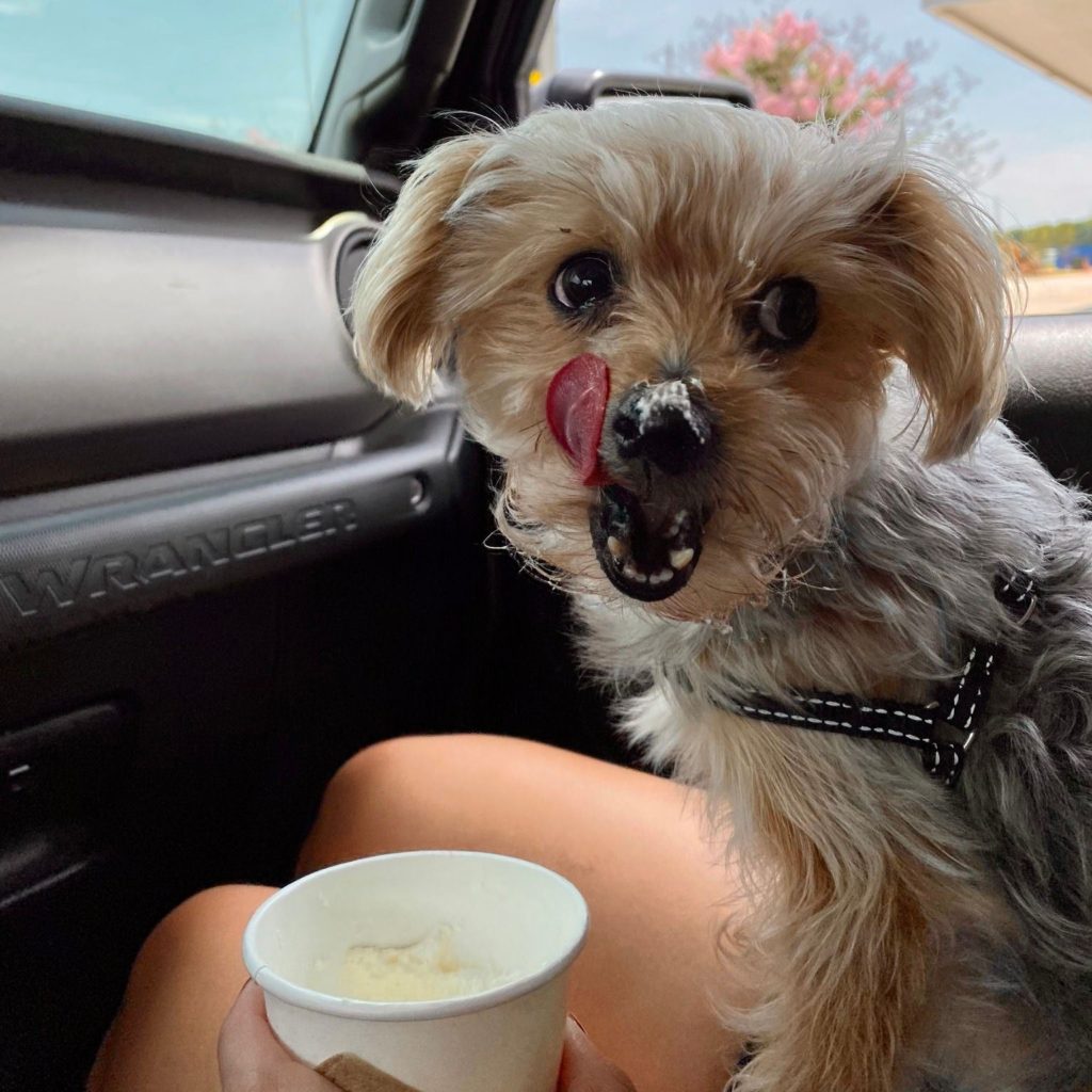 Dog eating a pup cup in a car